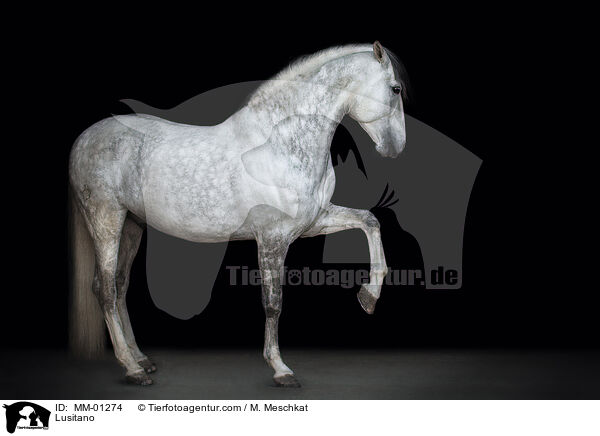 Lusitano / Lusitano / MM-01274