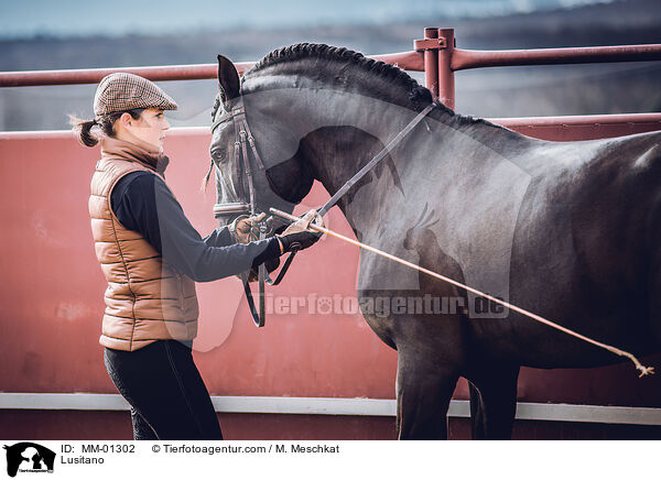 Lusitano / Lusitano / MM-01302