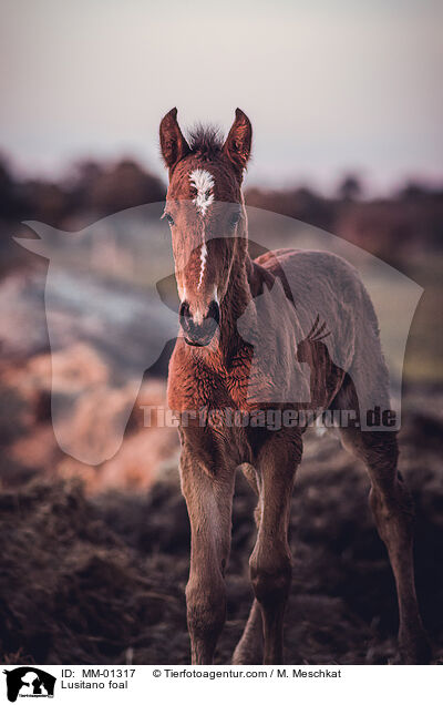 Lusitano foal / MM-01317