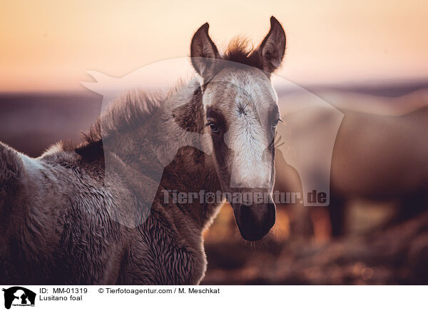 Lusitano foal / MM-01319