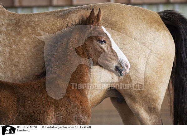 Lusitano / JE-01078