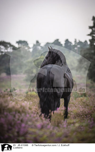 Lusitano / Lusitano / JE-01086