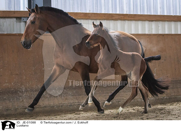 Lusitano / JE-01088