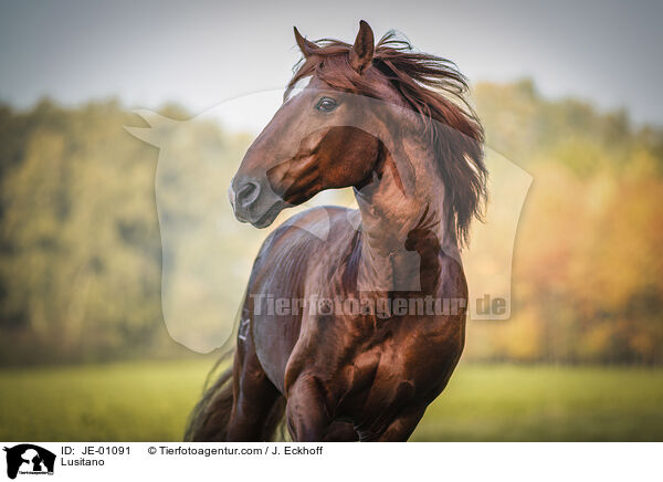Lusitano / JE-01091