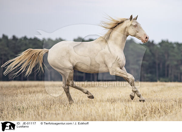 Lusitano / Lusitano / JE-01117