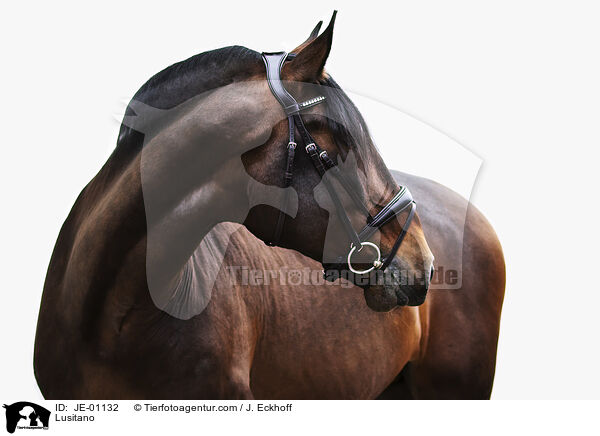 Lusitano / Lusitano / JE-01132