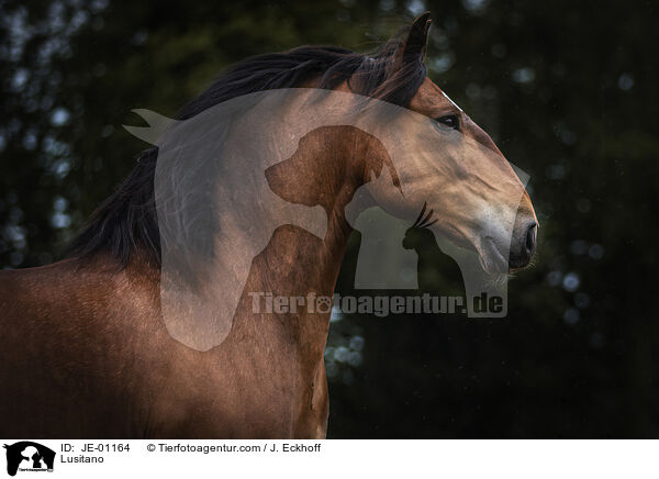 Lusitano / JE-01164