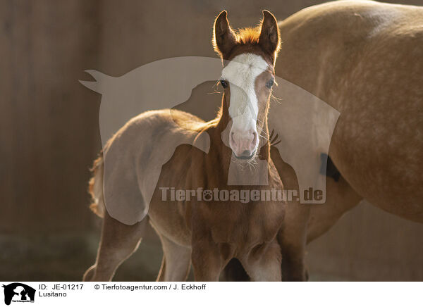 Lusitano / Lusitano / JE-01217