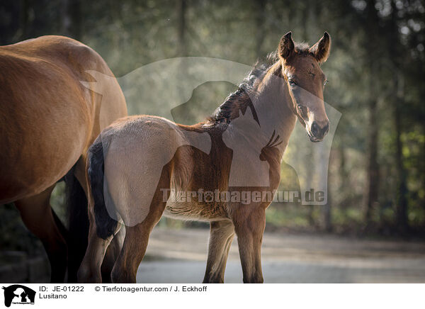Lusitano / Lusitano / JE-01222