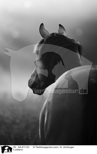 Lusitano / AA-01123