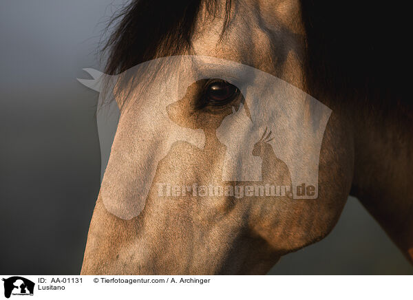 Lusitano / AA-01131