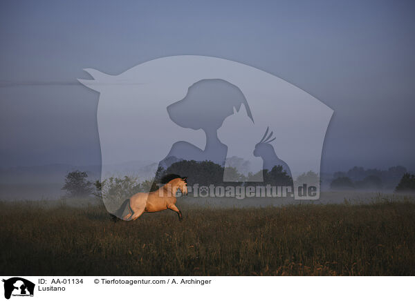 Lusitano / AA-01134