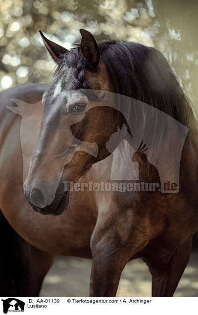 Lusitano / AA-01139