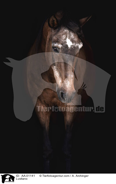 Lusitano / Lusitano / AA-01141