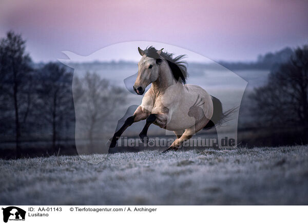 Lusitano / Lusitano / AA-01143