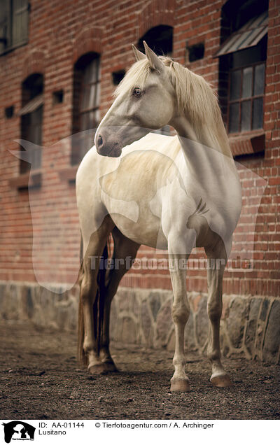 Lusitano / Lusitano / AA-01144