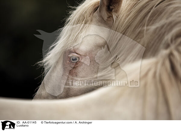 Lusitano / Lusitano / AA-01145