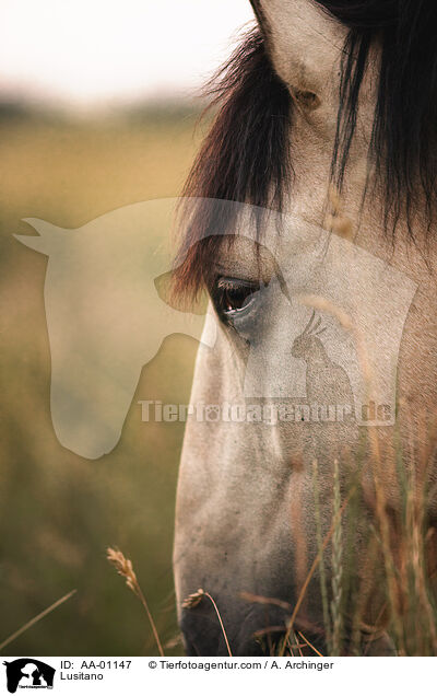 Lusitano / Lusitano / AA-01147