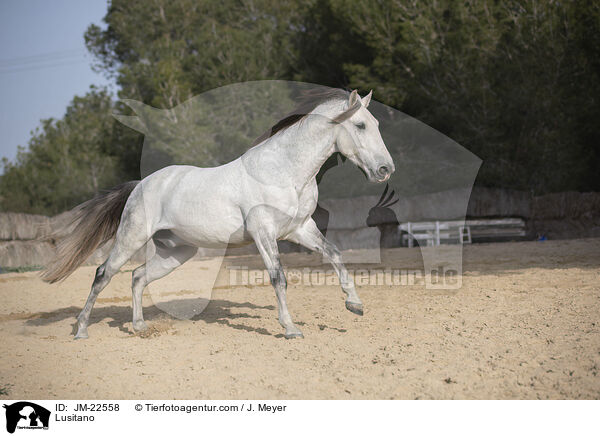 Lusitano / JM-22558