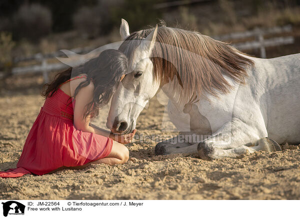 Free work with Lusitano / JM-22564