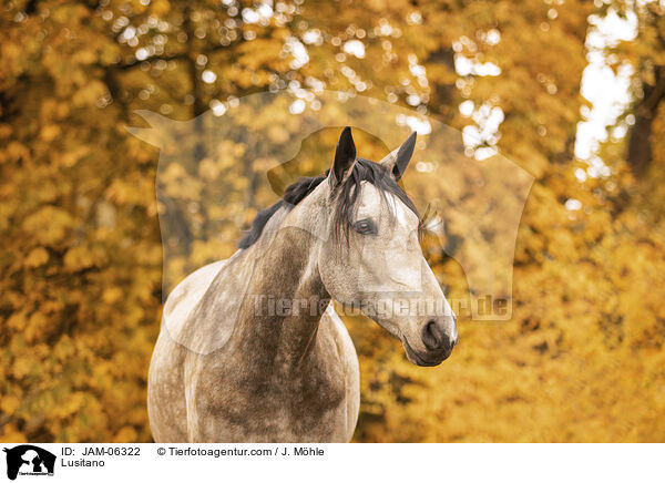 Lusitano / Lusitano / JAM-06322