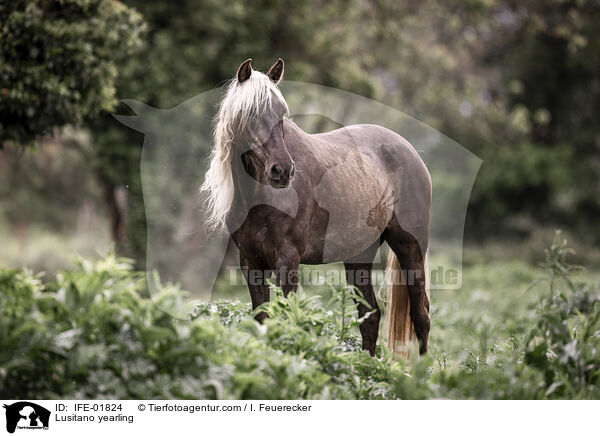 Lusitano yearling / IFE-01824