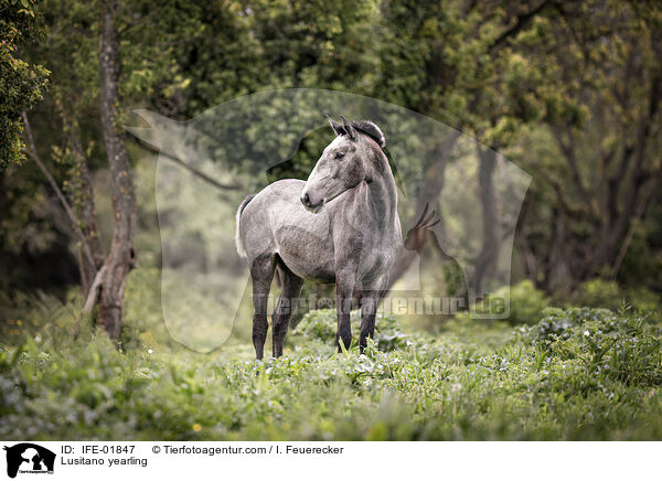 Lusitano Jhrling / Lusitano yearling / IFE-01847