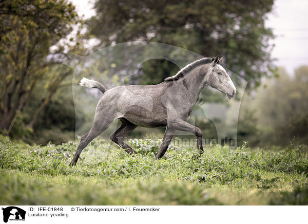 Lusitano Jhrling / Lusitano yearling / IFE-01848