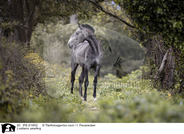 Lusitano Jhrling / Lusitano yearling / IFE-01852