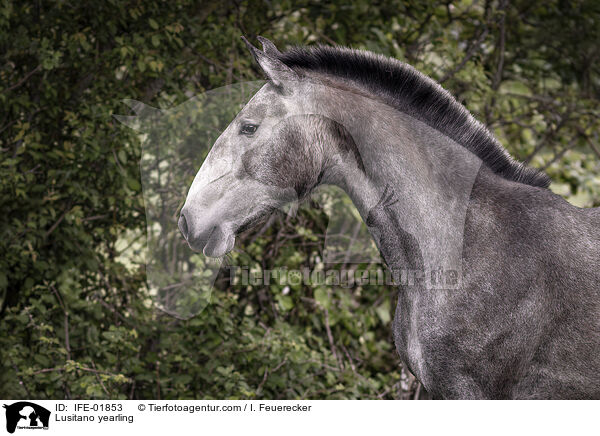 Lusitano Jhrling / Lusitano yearling / IFE-01853