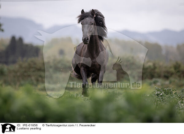 Lusitano Jhrling / Lusitano yearling / IFE-01856