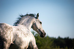 Lusitano