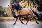 trotting Lusitano
