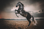 standing Lusitano