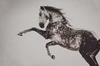 rising Lusitano
