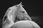 Lusitano portrait