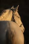 Lusitano