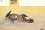 lying Lusitano
