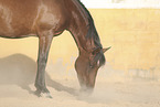 standing Lusitano