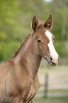 Lusitano foal