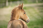 Lusitano foal