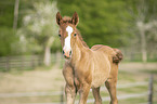 Lusitano foal