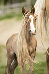 Lusitanos