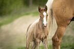 Lusitanos