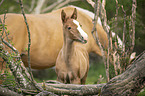 Lusitanos
