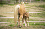 Lusitanos