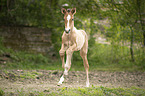 Lusitano foal
