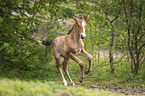 Lusitano foal
