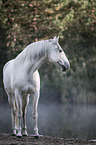 Lusitano
