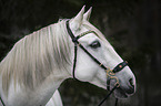 Lusitano Portrait